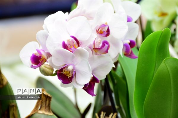 گلخانه گل‌های خانگی و تزئینی در مرند