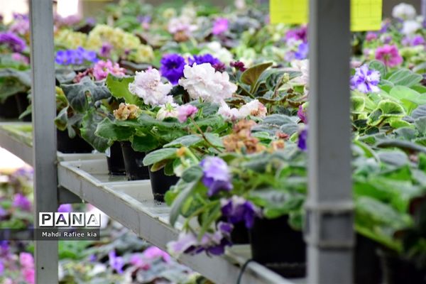گلخانه گل‌های خانگی و تزئینی در مرند