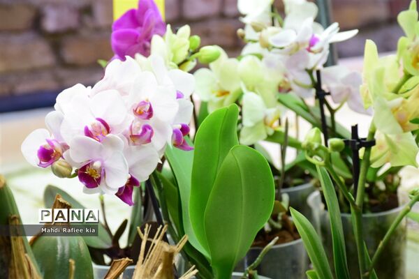 گلخانه گل‌های خانگی و تزئینی در مرند