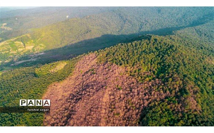 آفت به جان درختان جنگلی  افتاده است