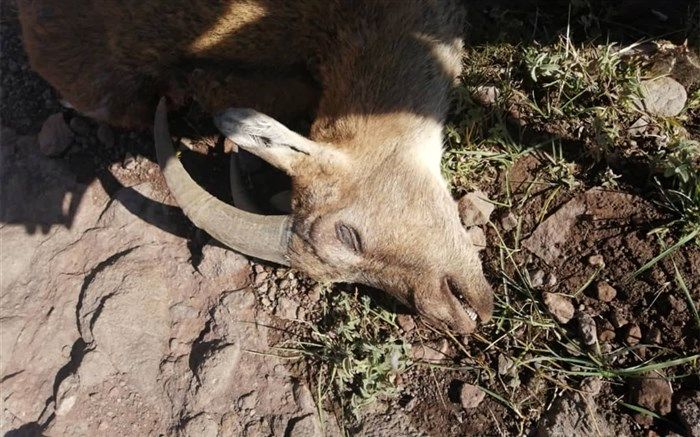 شیوع مجدد بیماری طاعون در حیات وحش طالقان؛ امکان انتقال به سایر استان‌ها وجود دارد