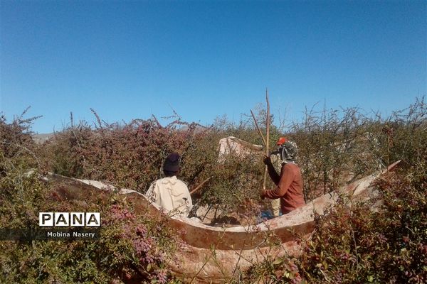آغاز مراسم زرشک باز کنی در روستای پایهان خراسان جنوبی