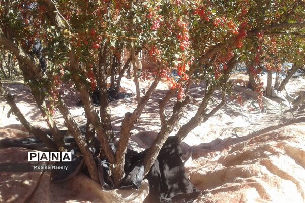 آغاز مراسم زرشک باز کنی در روستای پایهان خراسان جنوبی