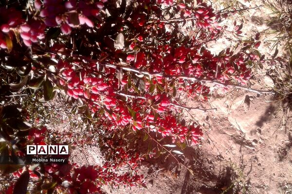 آغاز مراسم زرشک باز کنی در روستای پایهان خراسان جنوبی