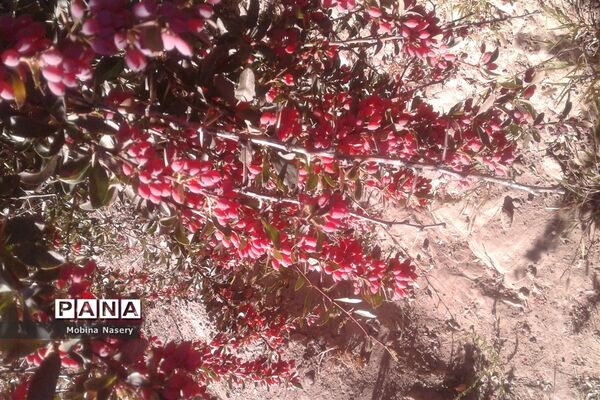 آغاز مراسم زرشک باز کنی در روستای پایهان خراسان جنوبی