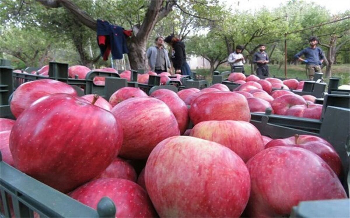 ثبت رکورد تولید سیب آذربایجان‌شرقی در مراغه
