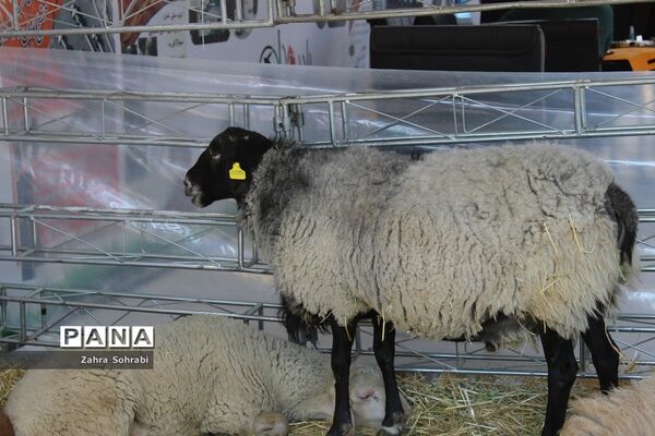 برگزاری دو نمایشگاه تخصصی دام وطیور و صنعت در محل دائمی نمایشگاه‌های بین‌المللی تهران