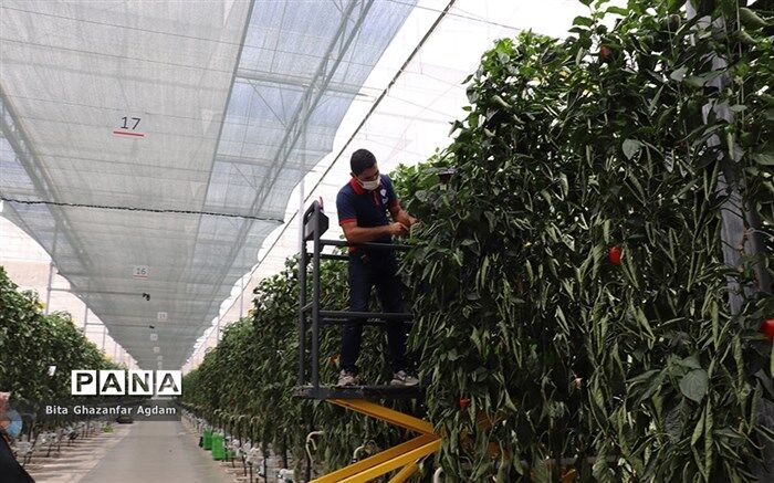 رتبه نخست استان آذربایجان‌شرقی در طرح توسعه گلخانه در کشور