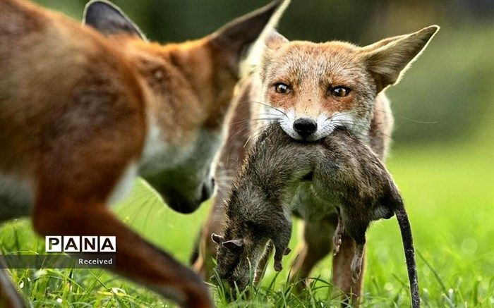 راز مرگ تعدادی از حیات وحش پارک ملی سالوک در اسفراین چیست؟