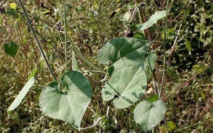 با دفع کننده کرم‌های انگلی بدن آشنا شوید