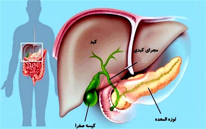 برای سلامت صفرا چه‌ کنیم؟