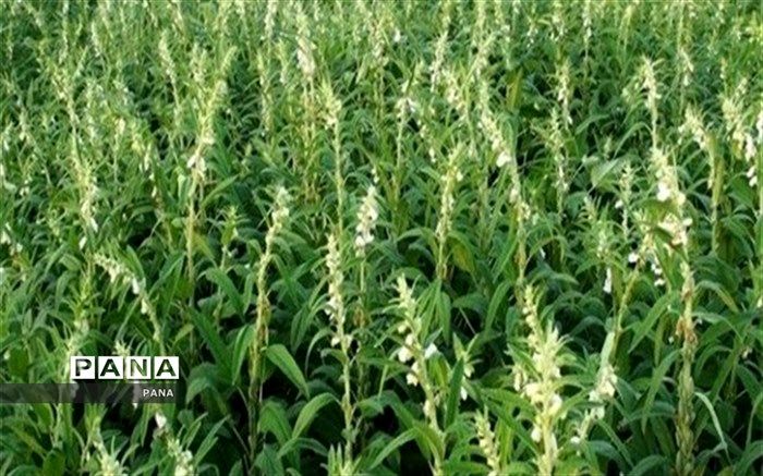 آغاز برداشت کنجد از شهرستان کازرون