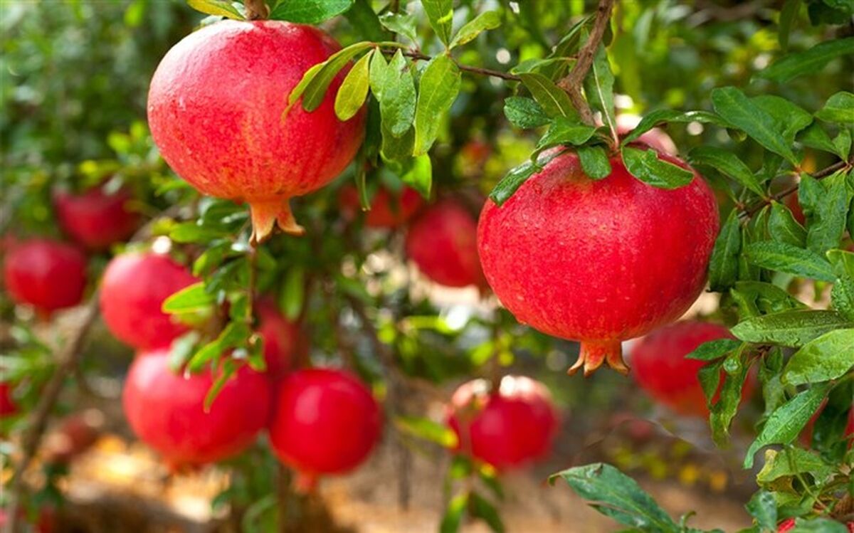 برداشت ۳۰۰ تن انار درشهرستان خلخال
