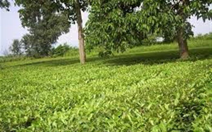لاهیجان آماده ثبت جهانی پایتخت چای