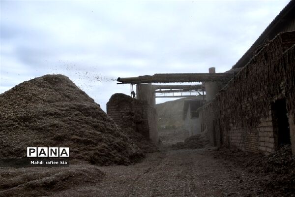 برداشت پنبه از مزارع خدا آفرین