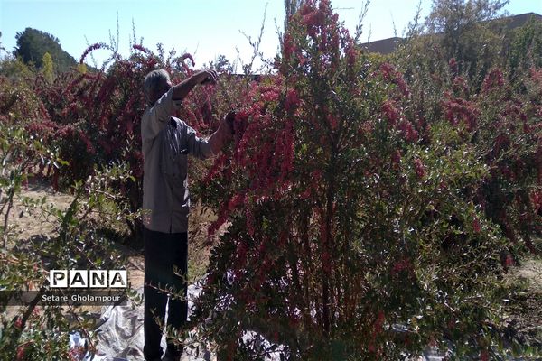 آغاز مراسم زرشک باز کنی در شهرستان درمیان خراسان جنوبی