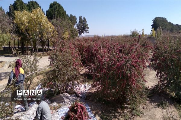 آغاز مراسم زرشک باز کنی در شهرستان درمیان خراسان جنوبی