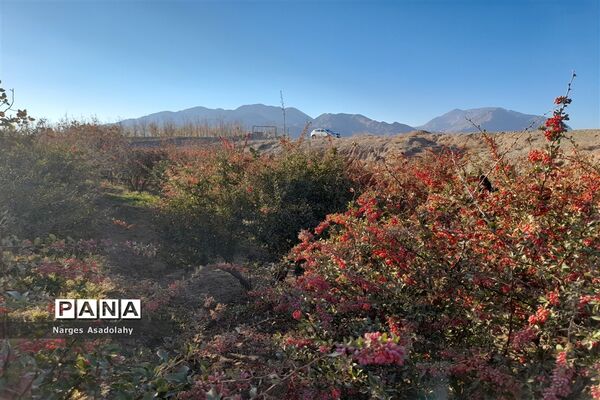 آغاز برداشت زرشک در شهرستان زیرکوه بیرجند