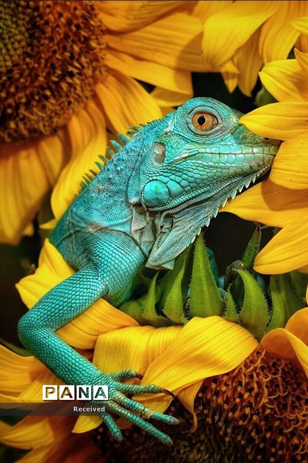 منتخب تصاویر مسابقه عکاسی حیوانات