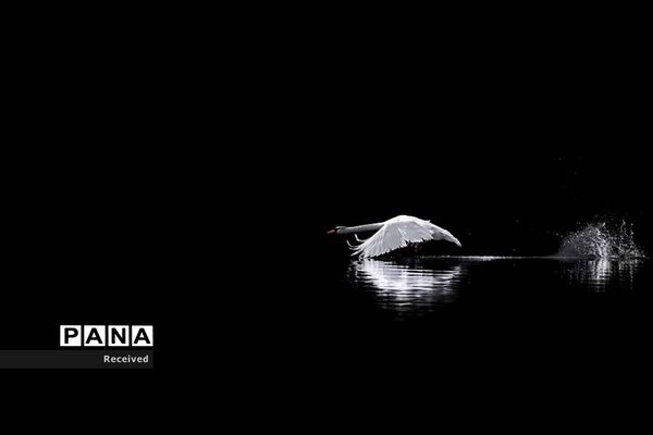 منتخب تصاویر مسابقه عکاسی حیوانات