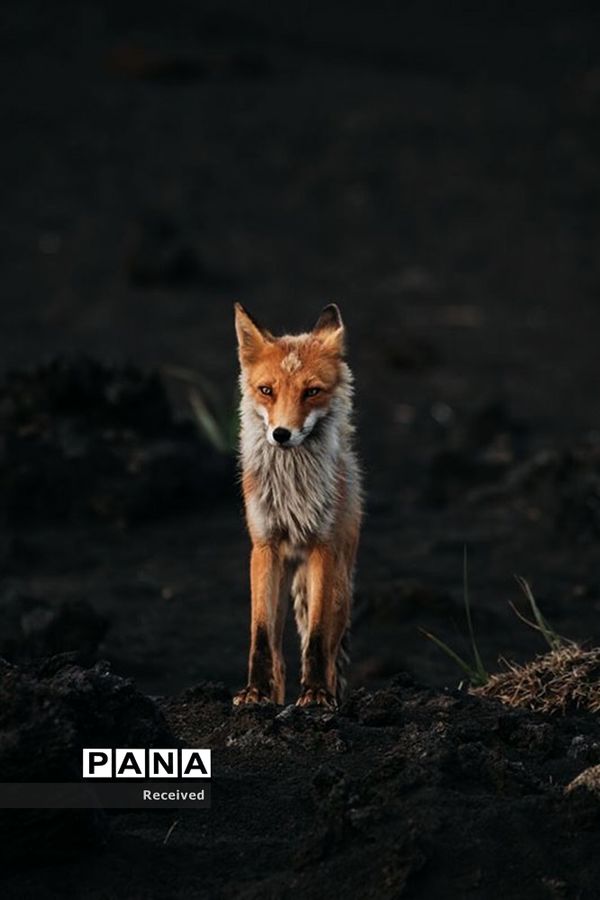 منتخب تصاویر مسابقه عکاسی حیوانات