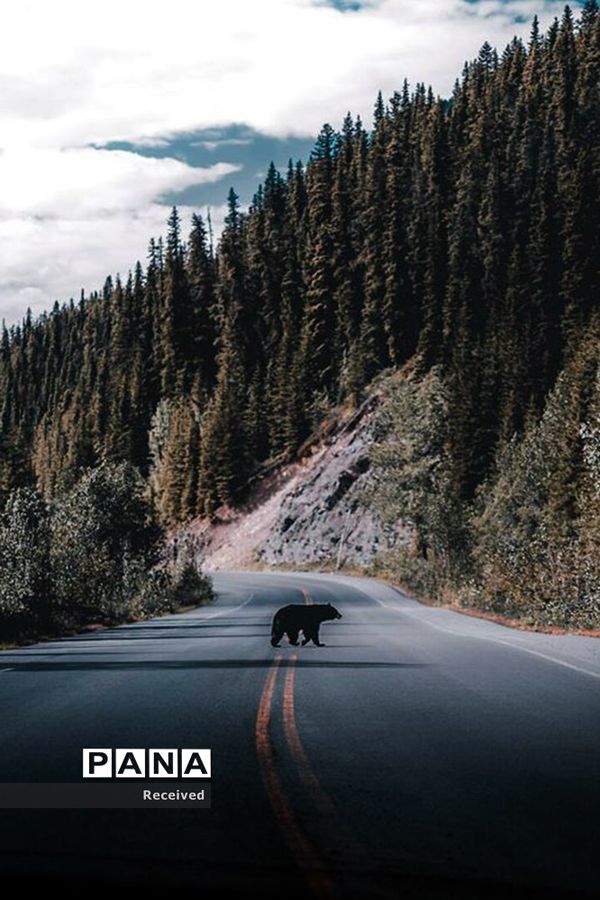 منتخب تصاویر مسابقه عکاسی حیوانات