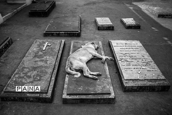 منتخب تصاویر مسابقه عکاسی حیوانات