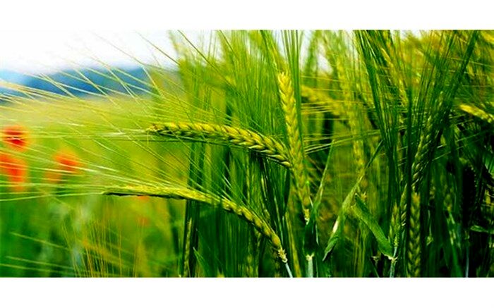 جهش تولید در۲ میلیون و ۶۰۰ هزار هکتار دیمزار‌ کشور