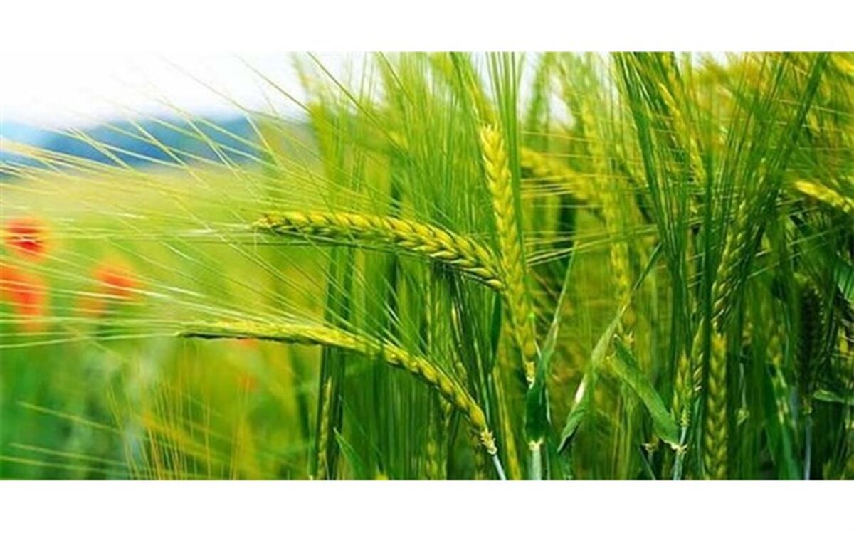 جهش تولید در۲ میلیون و ۶۰۰ هزار هکتار دیمزار‌ کشور