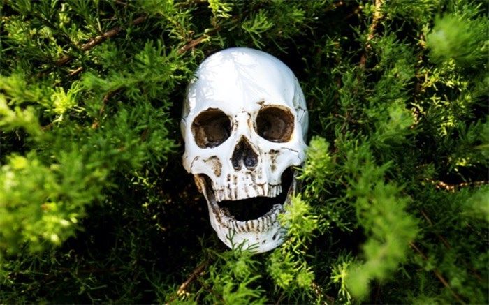 آشنایی با گلی که منجربه خودکشی می‌شود