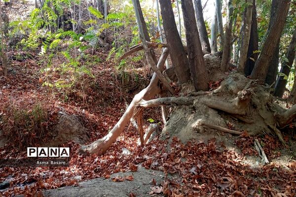 طبیعت طلایی رنگ در همین حوالی