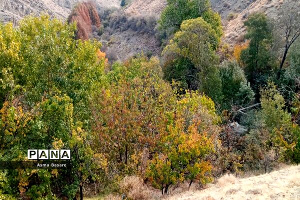 طبیعت طلایی رنگ در همین حوالی