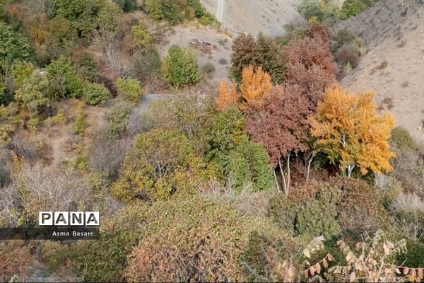 طبیعت طلایی رنگ در همین حوالی