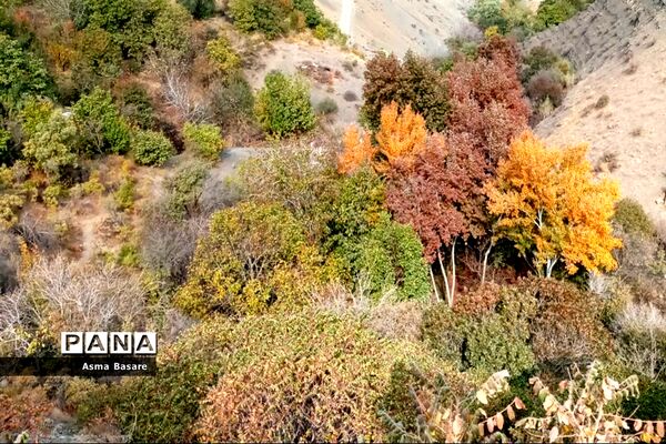 طبیعت طلایی رنگ در همین حوالی