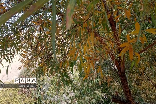 طبیعت طلایی رنگ در همین حوالی