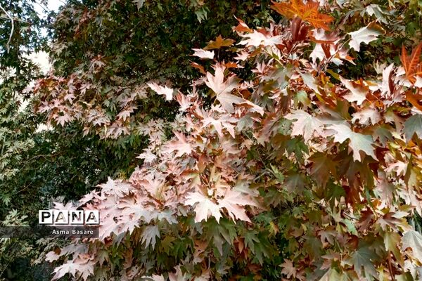 طبیعت طلایی رنگ در همین حوالی