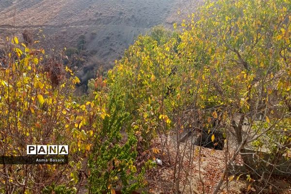 طبیعت طلایی رنگ در همین حوالی