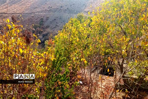 طبیعت طلایی رنگ در همین حوالی