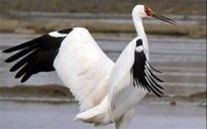 تک درنای سیبری به فریدونکنار آمد