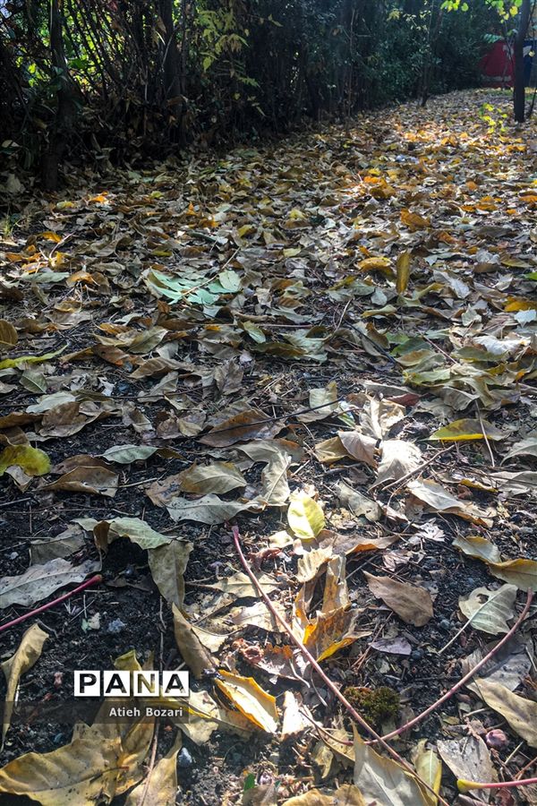 طبیعت پاییزی اردوگاه چمران