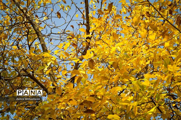 طبیعت پاییزی اردوگاه چمران