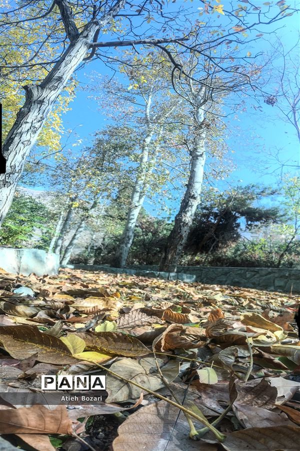 طبیعت پاییزی اردوگاه چمران