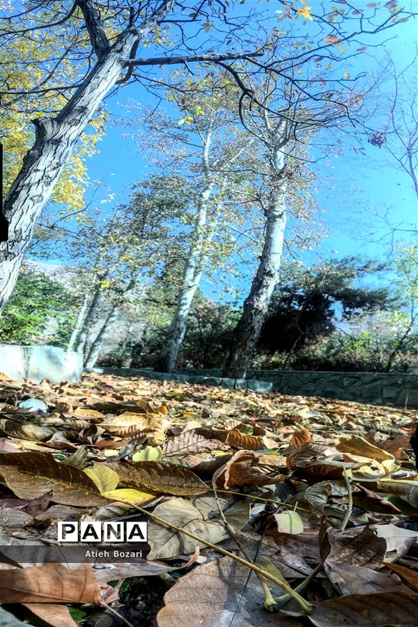 طبیعت پاییزی اردوگاه چمران