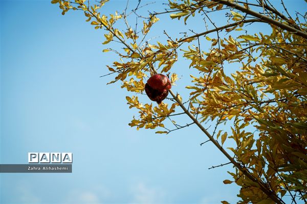 طبیعت پاییزی اردوگاه چمران