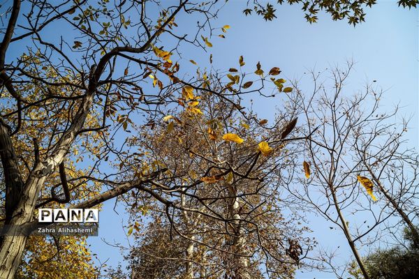 طبیعت پاییزی اردوگاه چمران