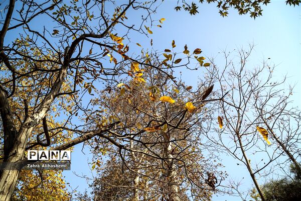 طبیعت پاییزی اردوگاه چمران