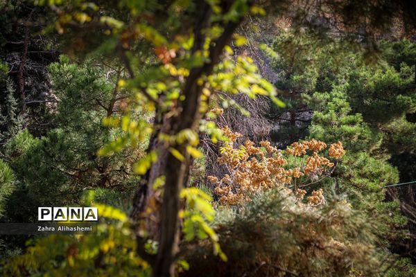 طبیعت پاییزی اردوگاه چمران