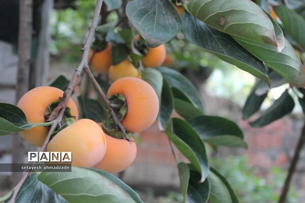 برنامه‌های هفته بسیج دانش‌آموزی در دبیرستان شاهد گلوگاه