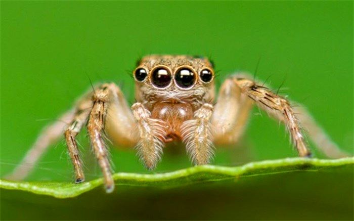 همه چیز درباره تار عنکبوت