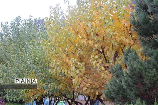 هوای بارانی  پاییز در پردیس